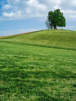 Couple of trees standing alone on a hilltop in Neuheim, Canton of Zug, Switzerland.