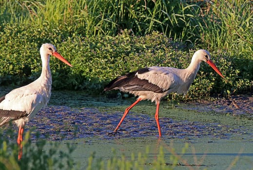 White storks Ciconia ciconia on the stork meadow in Walldorf