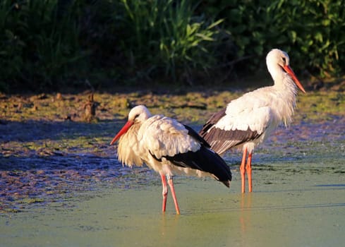 Two white storks Ciconia ciconia on the stork meadow in Walldorf