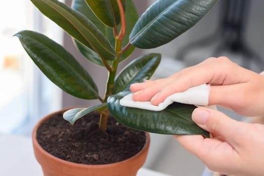 Girl's hands wipe the dust from a house leaf plant