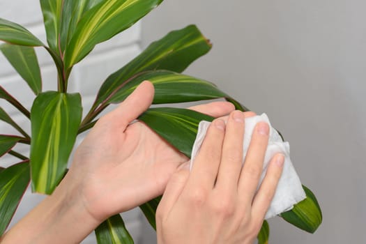 Cleaning the apartment, wipes dust with plants with a napkin