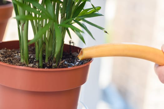 Watering a chamedorea plant from a watering can close-up