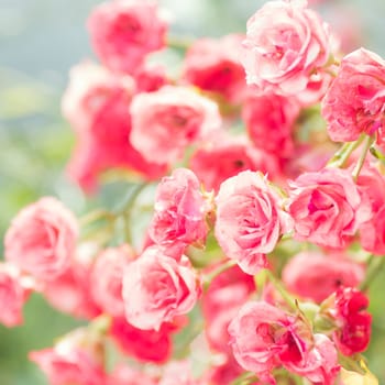 Beautiful pink rose bush with little rose flower heads.