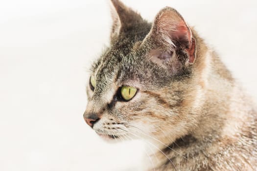 Animal portrait of domestic tabby cat on white background.