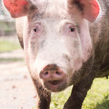 Front view animal portrait of dirty big domestic pig, pig breeding and agriculture concept.