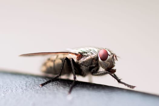 Macro photo of domestic fly or housefly insect on bright background.