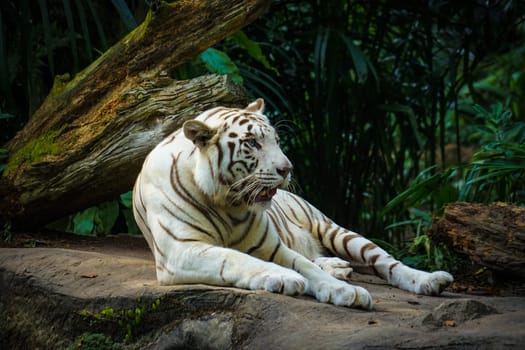 White Tiger Nestled in the jungle. Shooting Location: Singapore