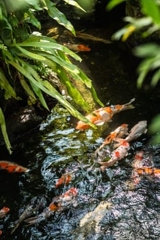 Koi fish in a pond on a sunny day