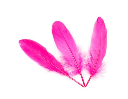 Pink feathers over white background