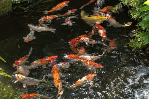 Koi fish in a pond on a sunny day