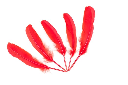 Chilli red feathers on a white background
