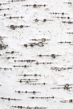 Birch tree bark texture. White trunk tree with lines background.