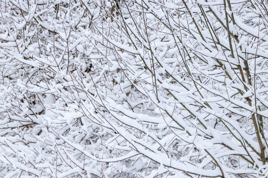 Bushy branches under snow. Winter snow forest background.