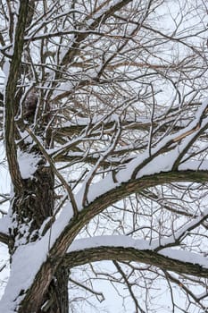 Tree with branches under snow