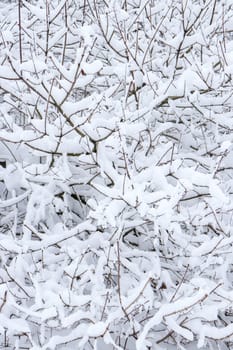 Bushy branches under snow. Winter snow forest background.