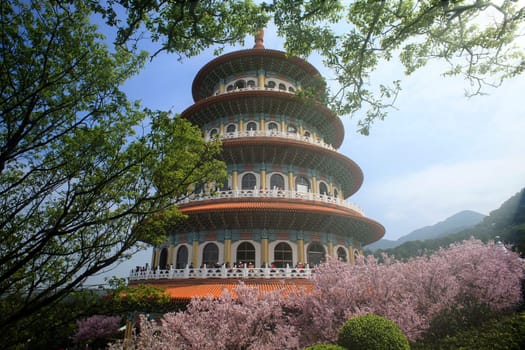 The View point Sakura cherry blossom at Tianyuan temple,The Tianyuan temple is famous for its beautiful scenery and a beautiful spot for cherry blossoms in Taiwan