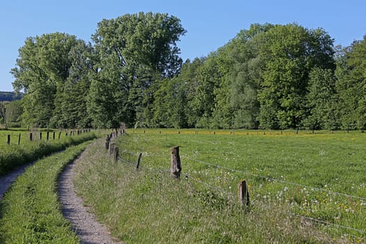 Meadow landscape near Nußloch Maisbach