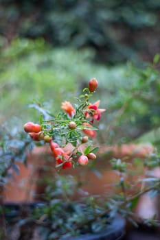 Beautiful red pomegranate flower on a bush, stock photo