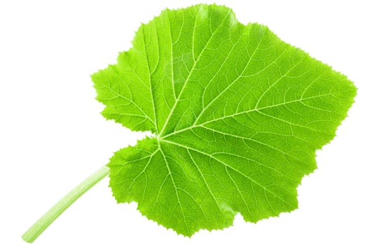 Young leaf of Pattypan squash (Cucurbita pepo), isolated
