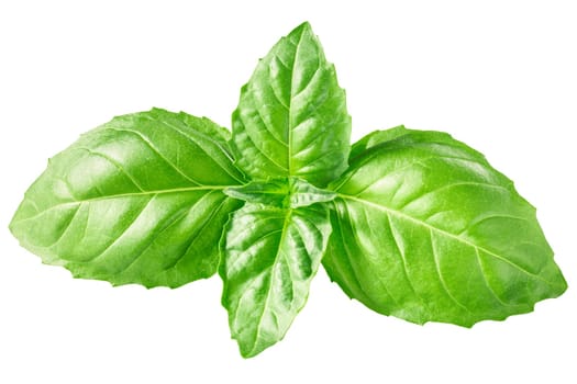 Basil leaves (Ocimum basilicum) isolated, tops