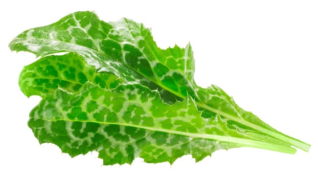 Milk thistle leaves (Silybum marianum foliage), isolated