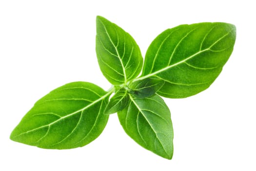 Greek basil, fine-leaved (Ocimum basilicum tops), isolated