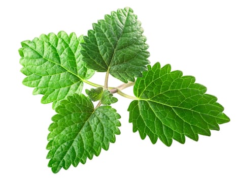 Lemon balm or mint balm leaves (Meliisa officinalis ) isolated