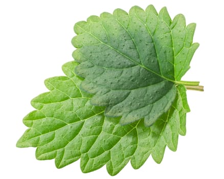 Lemon balm or mint balm leaves (Meliisa officinalis ) isolated, top view