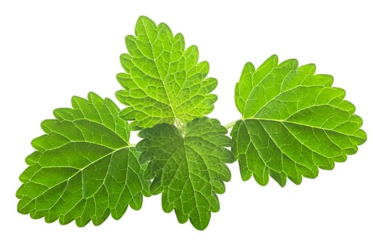 Lemon balm or mint balm leaves (Meliisa officinalis ) isolated