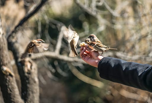 Feeding of the sparrow. Shooting Location: Tokyo metropolitan area