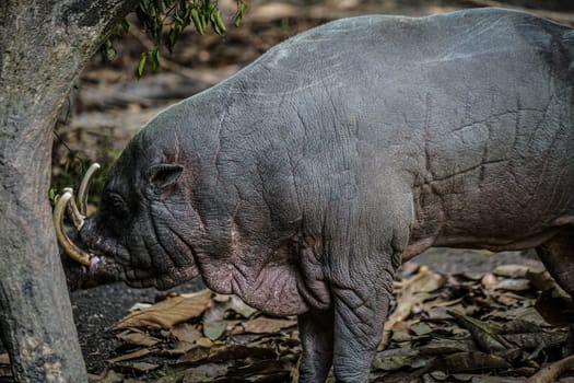 Image of babirusa of wild. Shooting Location: Singapore