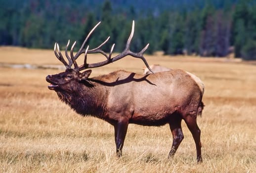 Elk Rut in Yellowstone National Park