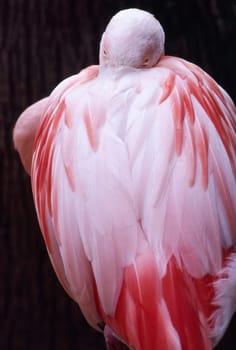 Close up of a Chilean Flamingo (Phoenicopterus chilensis)