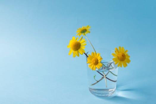 Minimalist image of a glass with yellow flowers on a light blue background. Copy space available.