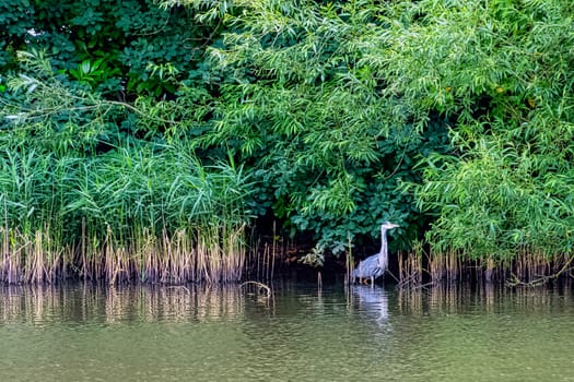 Wild grey heron (Ardea cinerea) in British park