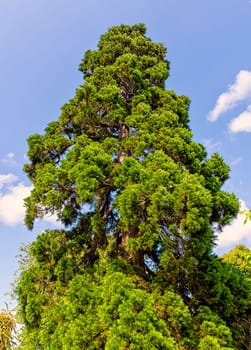 Libocedrus decurrens known as calocedrus decurrens or California incense cedar