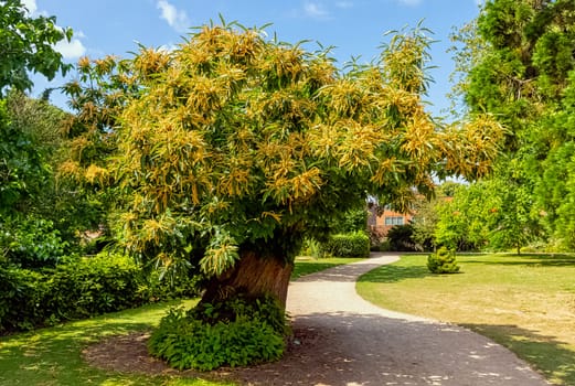 Castanea sativa known as sweet chestnut or Spanish chestnut