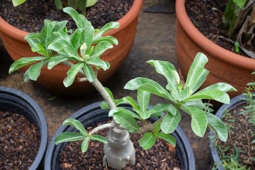 Impala lily flower growing in tree pot, stock photo