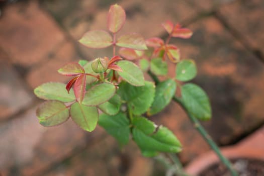 Beautiful red rose with closed buds on the backyard garden, stock photo