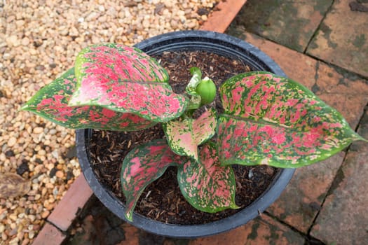 The Aglaonema modestum flower blooming, stock photo