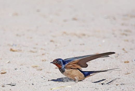 Barn swallow Hirundo rustica has landed in the sand