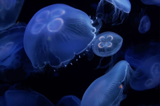 Jellyfish image. Shooting Location: Yokohama-city kanagawa prefecture