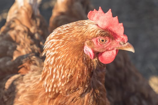 Rural agriculture scene with happy hen looking right. Ecological animal farming and self sufficiency by sustainable fowl livestock.