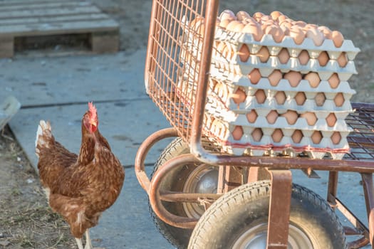 Domestic hen looking at rural agriculture wheelbarrow. Ecological animal farming and self sufficiency by sustainable fowl livestock.