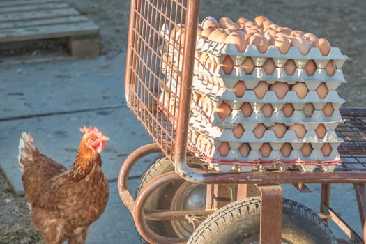Domestic hen looking at rural agriculture wheelbarrow. Ecological animal farming and self sufficiency by sustainable fowl livestock.
