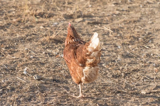 Rural agriculture scene with free happy hen outdoor. Ecological animal farming and self sufficiency by sustainable fowl livestock.