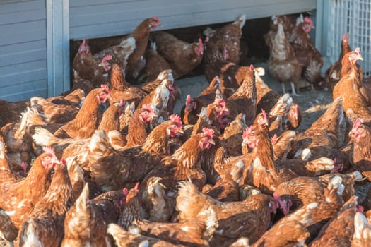 Rural agriculture scene with free happy hens looking up. Ecological animal farming and self sufficiency by sustainable fowl livestock.