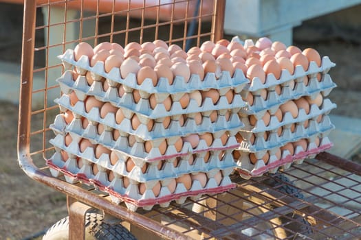 Raw egg in rows at rural agriculture wheelbarrow. Ecological animal food farming and self sufficiency by sustainable fowl livestock.