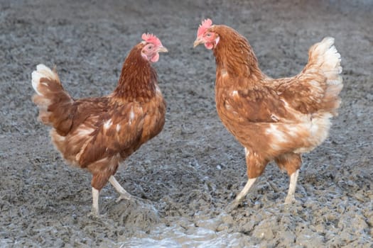 Rural agriculture scene with chicken competition fight outdoor. Animal farming with natural challenge by sustainable fowl livestock.