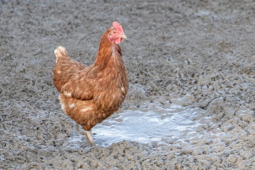 Rural agriculture scene with free happy hen outdoor. Ecological animal farming and self sufficiency by sustainable fowl livestock.